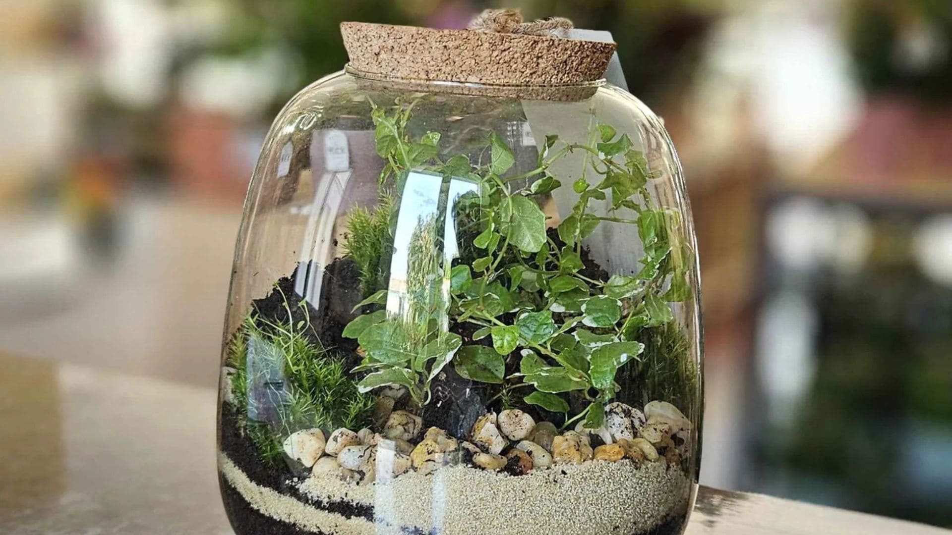 Terrarium
